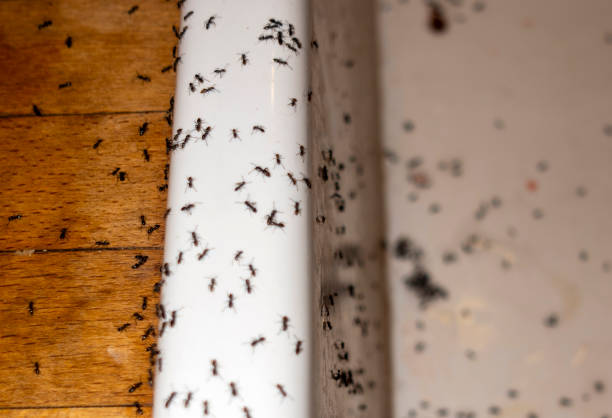 Best Affordable Pest Control Services  in Lincoln Beach, OR