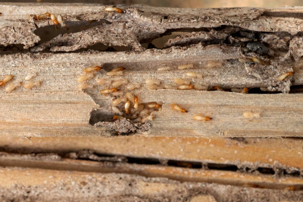 Best Insect Control  in Lincoln Beach, OR